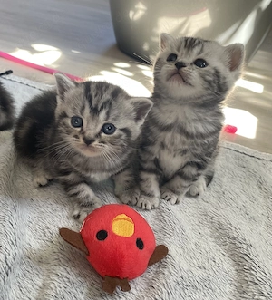 Bezaubernde bkh Kitten black silver tabby classic mit Papiere, absolut exklusiv 