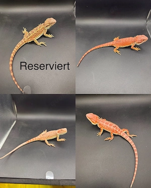 Pogona Vitticeps Farbbartagamen