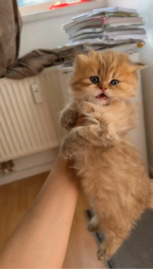 BKH kater sucht nach neues Hause 