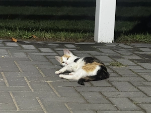 Kätzchen (dreifarbig) sucht ein Zuhause