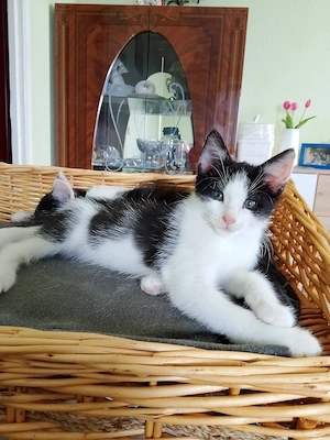 Maine Coon Mix kitten