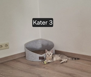 Vier BKH Kitten suchen ihr perfektes Zuhause! Mama mit Stammbaum
