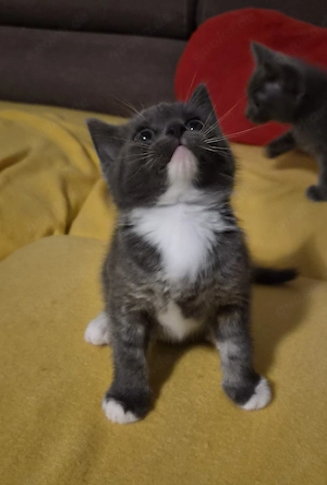 Bkh Kitten 