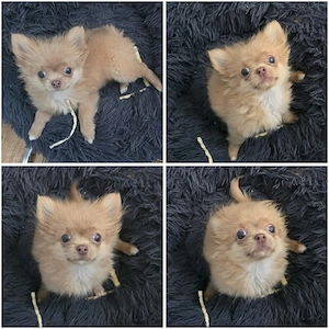 Chihuahua welpe Rüde 