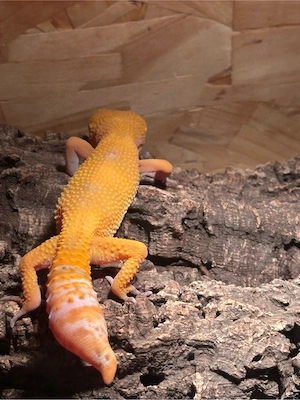 Leopardgecko unbestimmt 