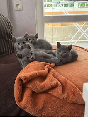 russiche blau katzen 