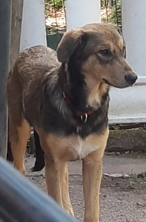 Hund Welpe Mischling. Nur noch ein Weibchen.