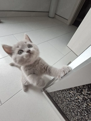 bezaubernde bkh kitten