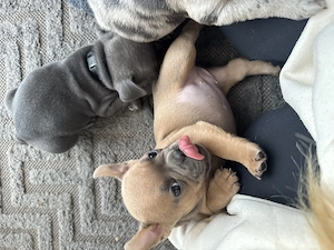 Französische Bulldogge Blue Line! Welpen mit Rute und Schnauze