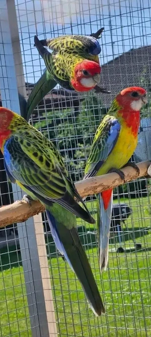 Prachtrosellas 