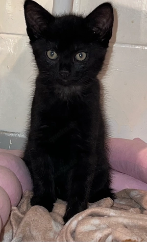 Kleiner Kater 