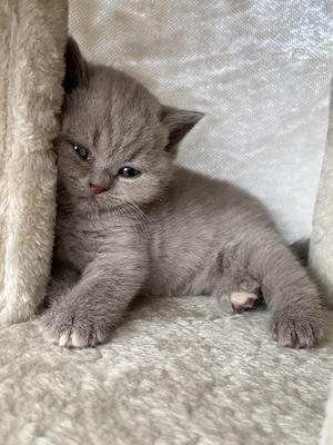 Reinrassige bkh kitten geb. 27.7.26