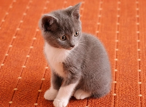 Bkh Katzenbaby 