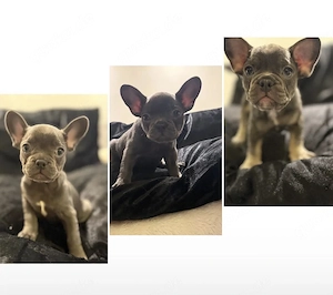 Französische Bulldogge Welpe weiblich mit  Nase Alternative Französische Bulldogge