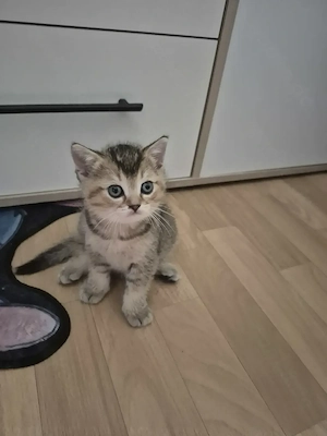 BKH Kitten in liebe Hände abgeben. 