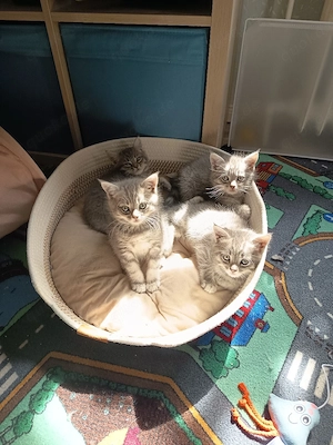 BKH-Maine-coon-Mix kitten suchen ihr Zuhause 