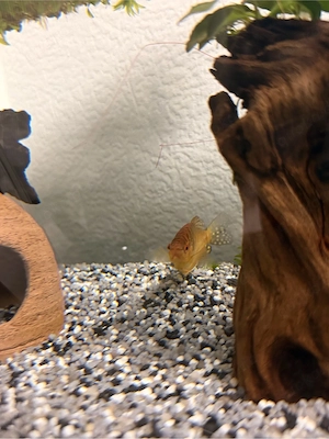 Fadenfisch abzugeben 