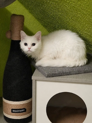 Selkirk Rex Homozygot Mädel  Bild 2