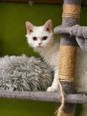 Selkirk Rex Homozygot Mädel 