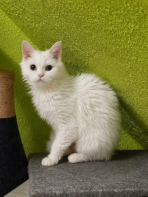 Selkirk Rex Homozygot Mädel  Bild 3