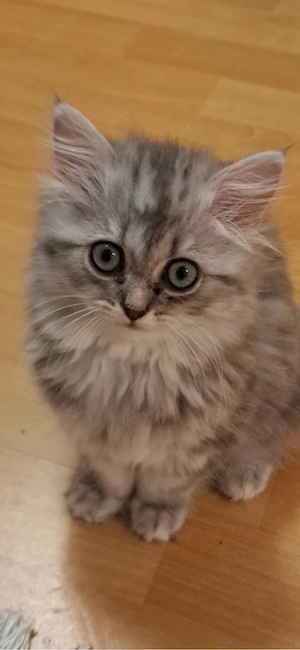 katze haus