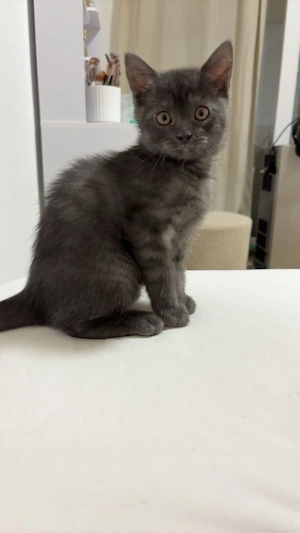 BKH Kitten sucht liebevolles zuhause 