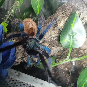 Cyanblaue Venezuela-Vogelspinne spinne abzugeben 