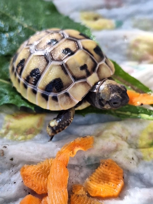 3 Griechische Landschildkröten, Testudo hermanni, aus eigener Nachzucht zu verkaufen