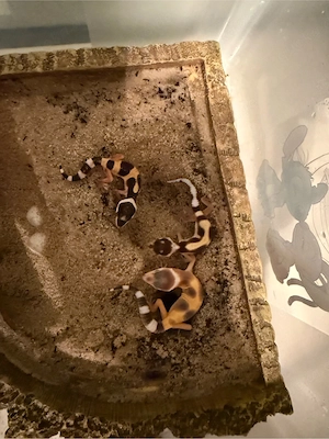 Leoparden Geckos