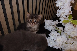 BKH Katze mit ihrem Kitten abzugeben