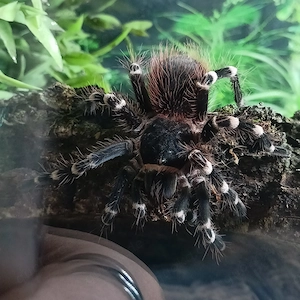 Acanthoscurria geniculata Weißknievogelspinne spinne vogelspinne 