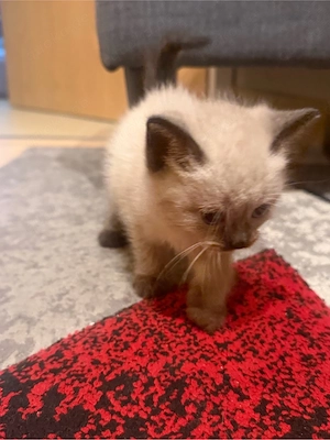 Liebevolles Zuhause für 3 Monate altes Katzenbaby gesucht (Siamesen-Mix)