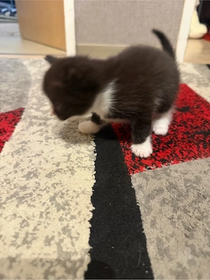 Liebevolles Zuhause für 3 Monate altes schwarzes Katzenbaby gesucht Bild 2