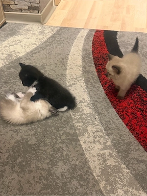 Liebevolles Zuhause für 3 Monate altes schwarzes Katzenbaby gesucht Bild 4