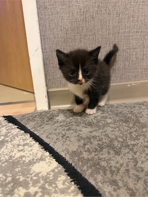 Liebevolles Zuhause für 3 Monate altes schwarzes Katzenbaby gesucht Bild 3