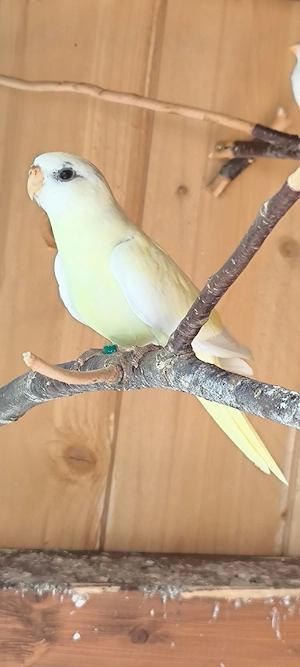 Glanzsittiche 