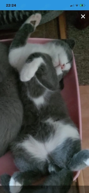  Kater "Britisch"