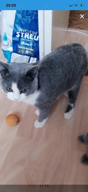  Kater "Britisch"