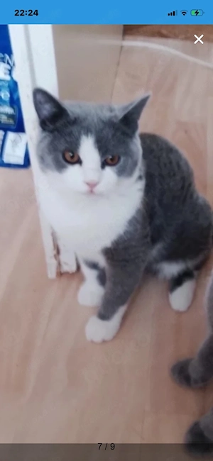 baby kater