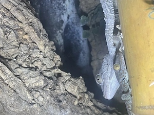 2 Tokeh Gecko Weibchen abzugebe Bild 3