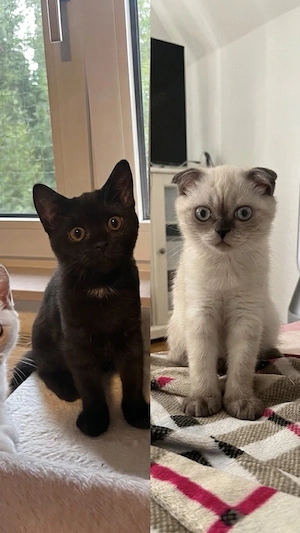 2 British Kurz Haar Kitten