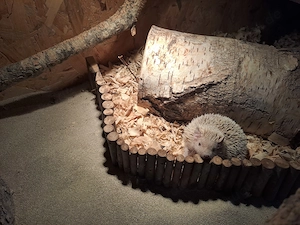 Igel Tanrek  Bild 2