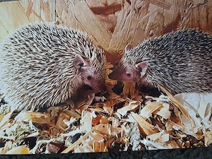 Igel Tanrek 