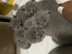  6 süße BKH-Kitten suchen liebevolle Zuhause
