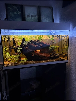 Aquarium 125l Mit Außenfilter und Unterschrank