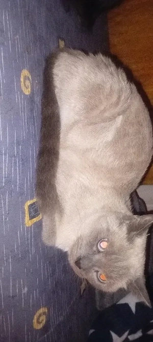 Raydollblue kittis mitted