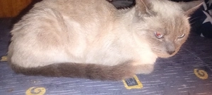 Raydollblue kittis mitted
