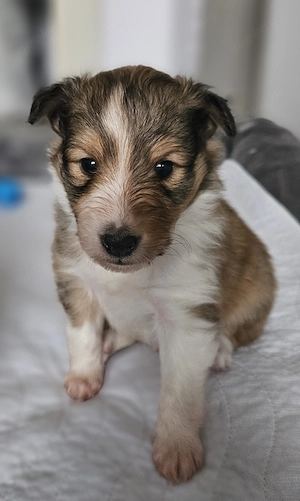 Sheltie Welpen Zobel & Tricolor