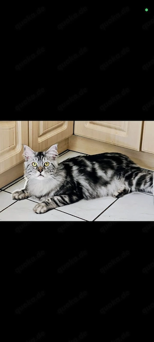 verspielter kater riesen Baby 