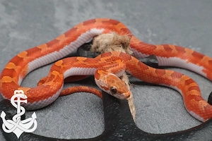 Kornnatter Weibchen Bloodred pied (High White)